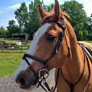 A horse with a bridle on.