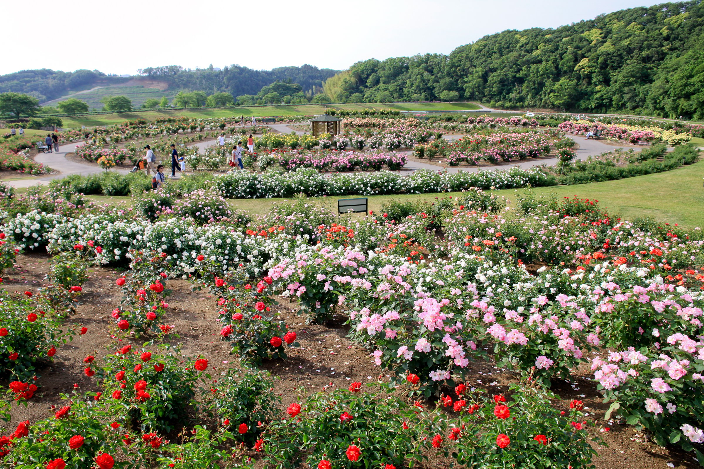 千葉県袖ケ浦市にある東京ドイツ村は、ドイツ風の建築物を背景に広大な芝生広場や動物園・アミューズメントエリア・収穫体験ゾーンなどを配した複合的なテーマパークです。またお花のエリアにも力を入れているスポットでもあります。入場ゲートを通ってすぐに広がる円形のローズガーデンには、約200種・5,000株の色とりどりのバラが咲き誇ります。