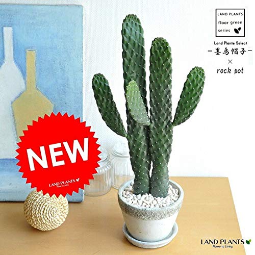 LAND PLANTS 観葉植物 サボテン（墨烏帽子：スミエボシ） 【大型】2本立ちロング