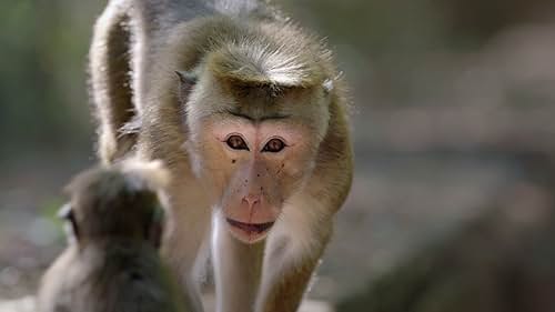 Monkey Kingdom: Rajah