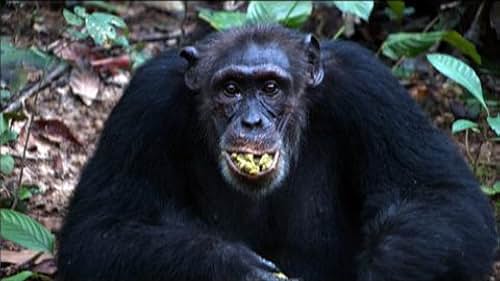 Chimpanzee