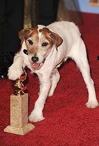 Primary photo for Uggie