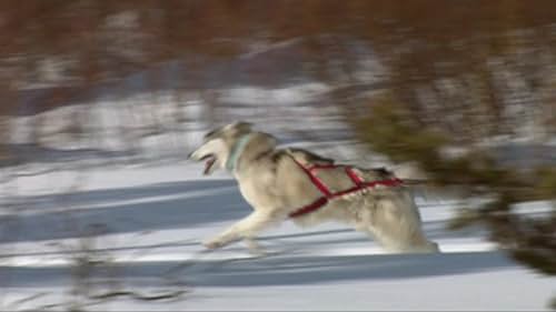 In Montana, a young girl attracts the attention of an evil stranger after she rescues a hurt wolf. 