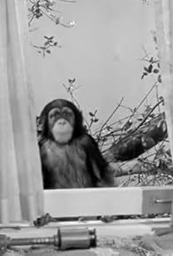 Primary photo for Judy the Chimpanzee