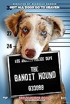 The Bandit Hound