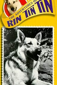 Rin Tin Tin II in The Adventures of Rin Tin Tin (1954)