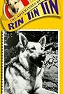 Rin Tin Tin II in The Adventures of Rin Tin Tin (1954)