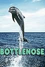 Bottlenose (2013)