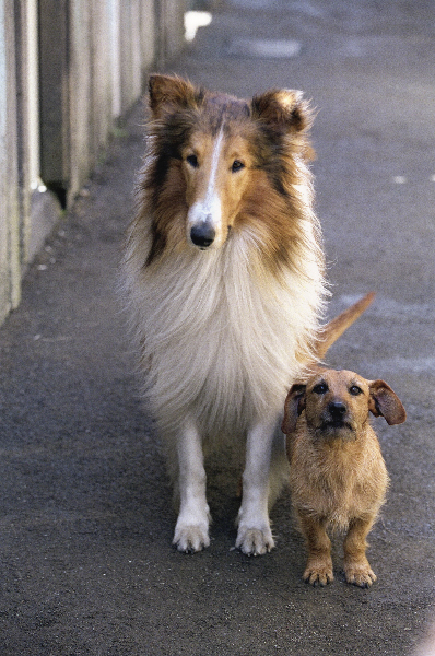 Lassie (2005)