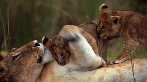 A nature documentary centered on two cat families and how they teach their cubs the ways of the wild.