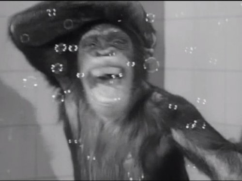 Bingo the Chimp in The Abbott and Costello Show (1952)