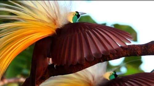 Trailer for National Geographic Winged Seduction: Birds of Paradise