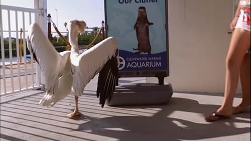 Clip from Dolphin Tale 2