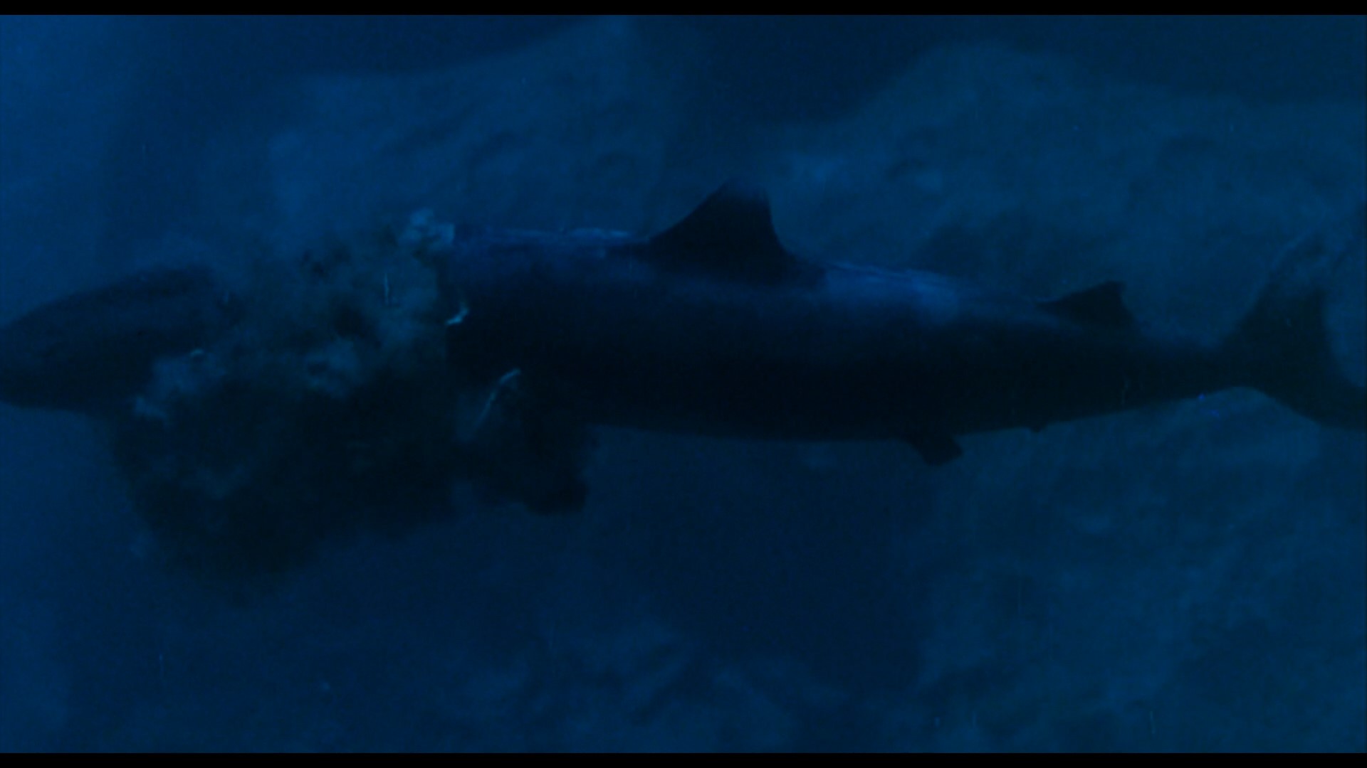 The Last Shark (1981)