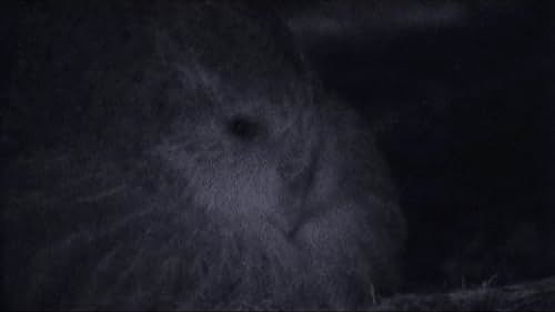 Clip 1:  The Unnatural History of the Kakapo