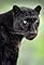 Chandar, the Black Leopard of Ceylon: Part 2's primary photo