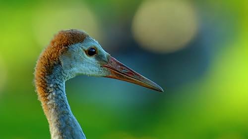 Two Sandhill Crane Chicks Successfully Bred