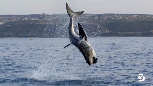 Shark Week: Expedition Unknown: Megalodon: Shark Loses Tooth After Breach