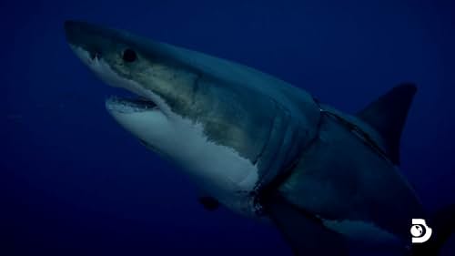 Shark Week: Great White Kill Zone: Guadalupe