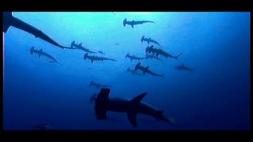 Sharkwater