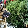 Ace in The Christmas Shepherd (2014)