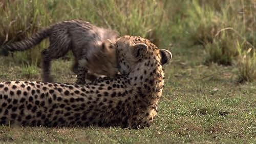 African Cats: Fiercest Hunters In The Land