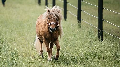 Ponysitters Club (2017)