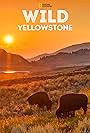 Wild Yellowstone (2015)