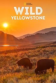 Primary photo for Wild Yellowstone