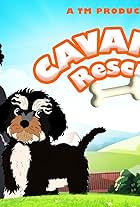 Cavapoo Rescue