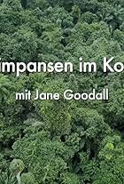 Schimpansen im Kongo mit Jane Goodall (2021)