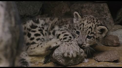 Born In China: Dawa And Cubs In Cave