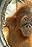 Toward Tomorrow with the Orangutan Conservancy