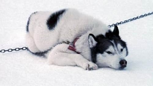 Eight Below