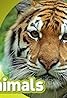 National Geographic: Amazing Animals (TV Series 2013– ) Poster