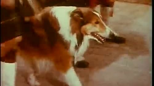 When Lassie's master dies, an old friend tries to convince a judge that the dog's life should be spared.