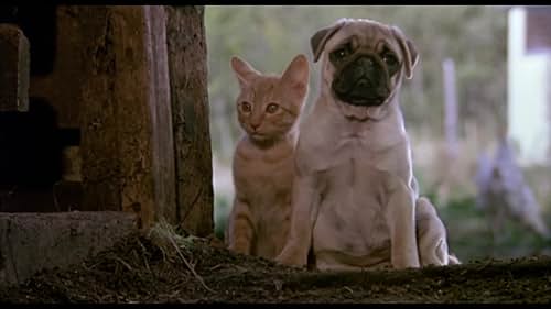 The adventures of a young cat and a dog as they find themselves accidentally separated and each swept into a hazardous trek.