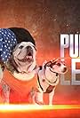 Pupstice League (2017)