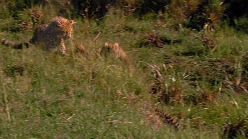 African Cats: African Morning