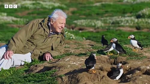 About the natural animals in the British Isles and Ireland.