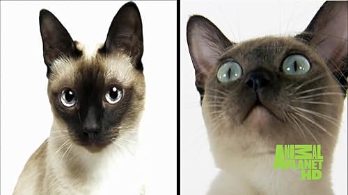 Cats 101: Tonkinese