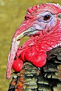 Primary photo for Regarding Turkey: Happy Thanksgiving