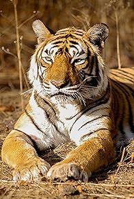 Primary photo for The World's Most Famous Tiger