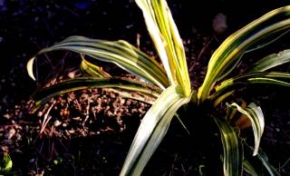 江戸時代に大ブーム！徳川家康にゆかりがある縁起物の植物「万年青（おもと）」の歴史と魅力