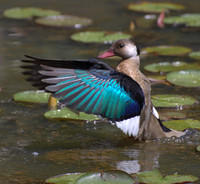 Teal3