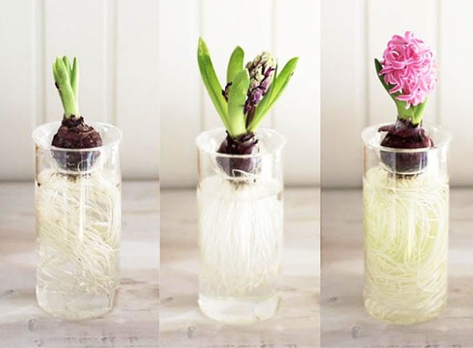 BULB VASE 花瓶