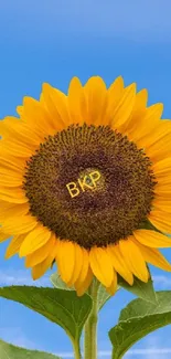 Yellow sunflower with blue sky background on mobile wallpaper.