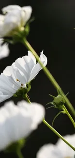 Elegant white flowers on dark background mobile wallpaper.