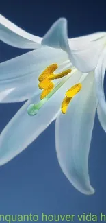 Graceful white lily on blue background wallpaper.