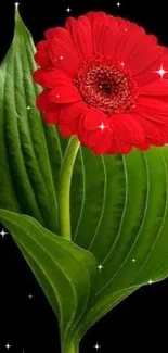 Red gerbera flower with green leaves on black background.